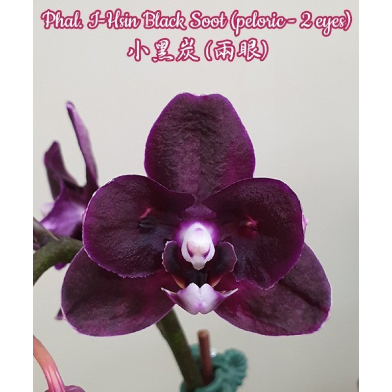 Pompalangan vaginada jinsiy aloqa (foto)